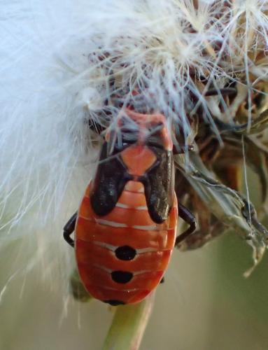 Réf. 205 910 : Lygaeus equestris